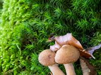 Winzige Pilze und verschiedene Moosarten